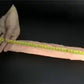 JUGUETES - DILDO GIGANTE Y REALISTA 35CM6